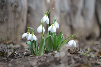 Close-up of white flowering plant in bloom