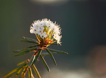 Close-up of insect on plant