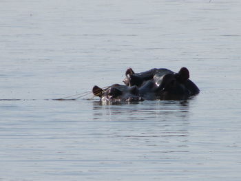 Ducks swimming on lake