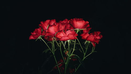 Close-up of red flowers against black background