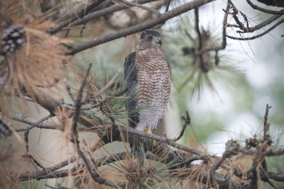 Close-up of bird perching on branch