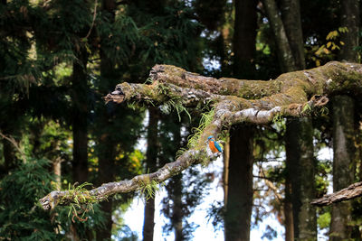 Low angle view of lichen on tree trunk in forest