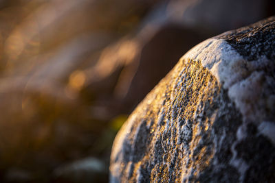 Close-up of wood on rock