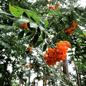 Low angle view of red leaves on tree