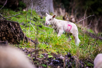 Sheep on grass