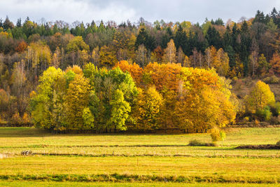 Scenic view of trees in forest during autumn