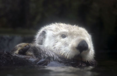 Close-up of an animal head