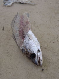 High angle view of fish on beach