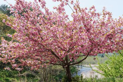 Pink cherry blossoms in park