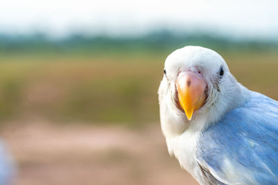 Close-up of parrot