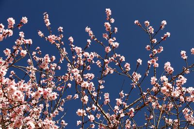 Low angle view of pink flowers on branch