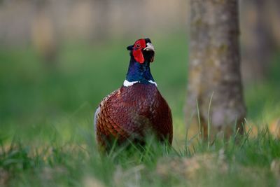 Portrait of a ring necked pheasant in an orchard 