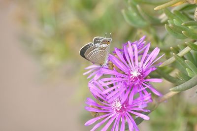 Close-up of butterfly pollinating on purple flower