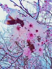 Low angle view of bare tree against sky