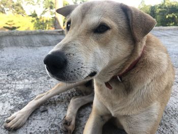 Close-up of dog looking away