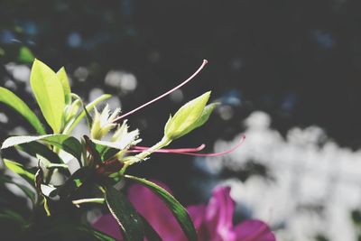 Close-up of flower bud