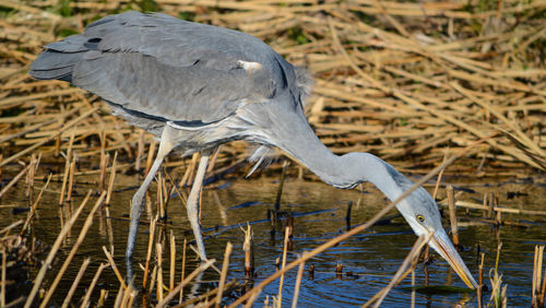 High angle view of gray heron