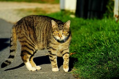 Close-up of a cat looking away