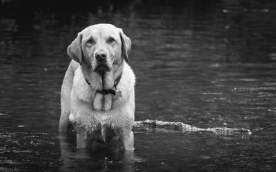 Portrait of dog standing in lake