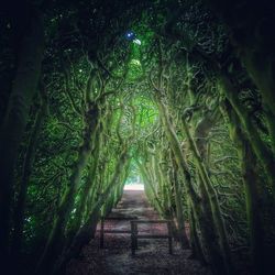 Walkway amidst trees in forest