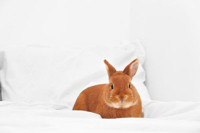 Close-up of rabbit on bed at home