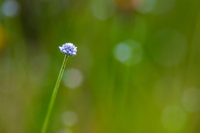 Close-up of purple flowering plant on field