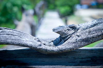 Close-up of driftwood on tree trunk