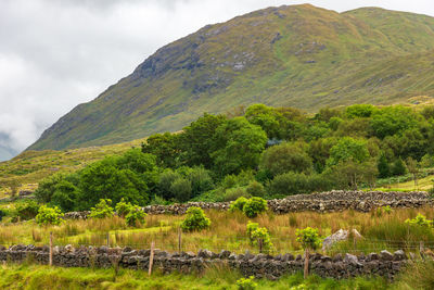 Scenic view of green landscape against sky