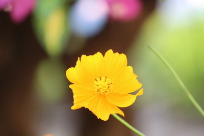 Close-up of yellow cosmos flower blooming outdoors