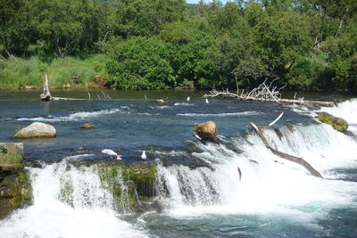 Scenic view of river flowing through trees