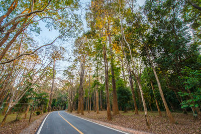 Empty road along trees in forest