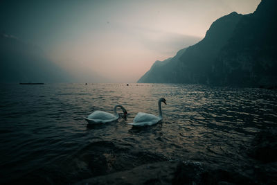 Swan swimming in lake against sky during sunset