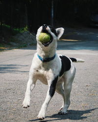 Dog catching tennis ball in air running jumping