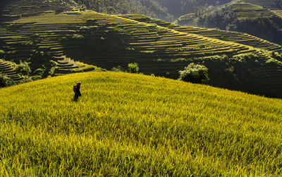 Scenic view of rice field