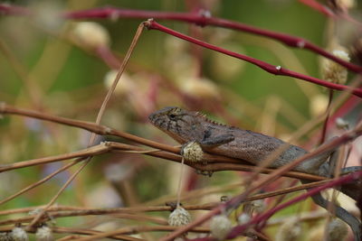 Close-up of a lizard on a plant