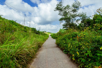 Footpath amidst plants and trees against sky