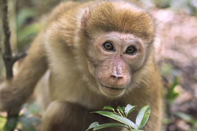 Close-up of monkey