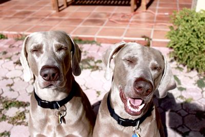 Close-up portrait of dog