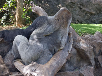 View of monkey resting on rock