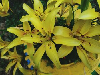 Close-up of yellow flowering plant