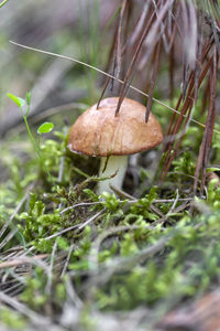 Close-up of mushroom growing on field