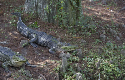 High angle view of a reptile in a forest