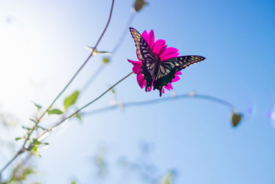 Close-up of butterfly pollinating on purple flower