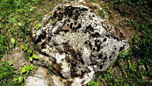 Close-up of mushrooms growing on tree trunk