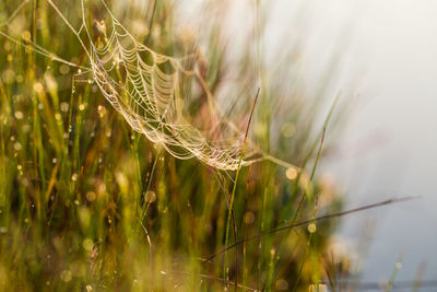 Close-up of spider web on wheat field