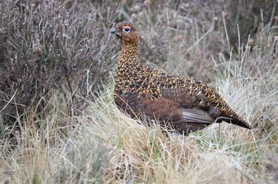 Bird perching on a field