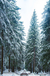 Road amidst trees during winter