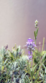 Close-up of purple flowering plants on field