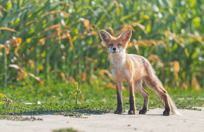 Portrait of meerkat on field