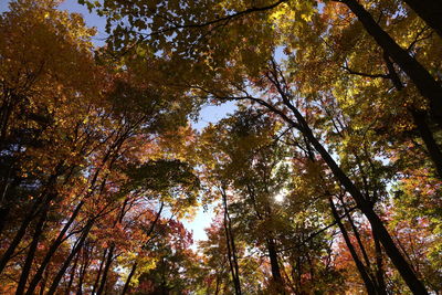 Low angle view of trees in forest during autumn